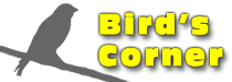 Bird’s Corner